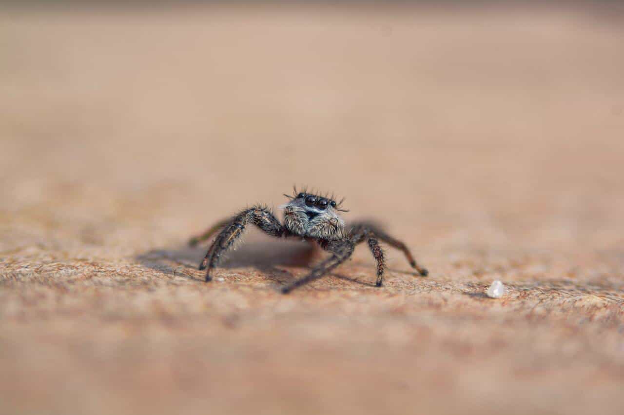 Pics Of Different Spider Bites